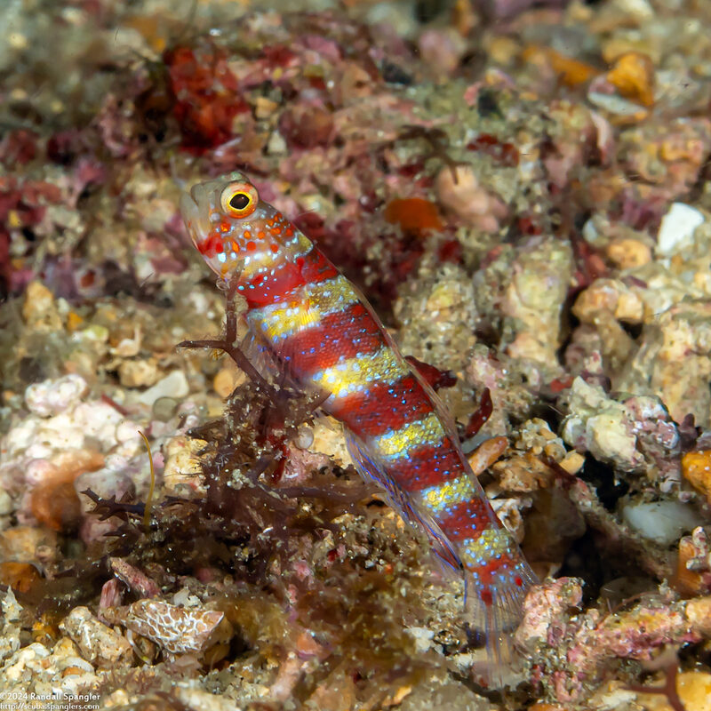Amblyeleotris wheeleri (Gorgeous Shrimpgoby)