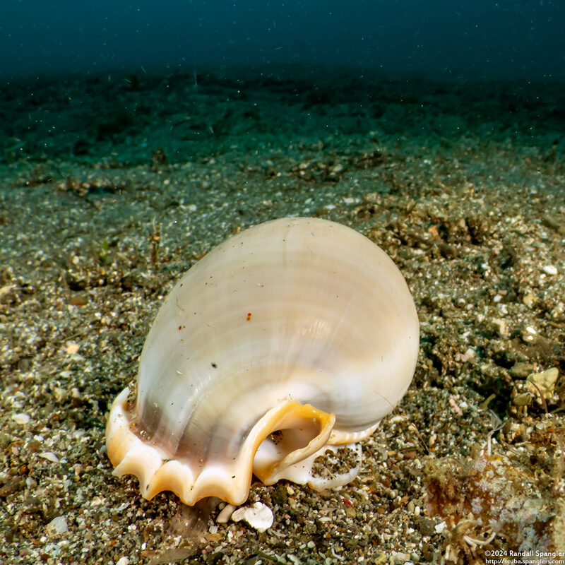 Phalium glaucum (Grey Bonnet)