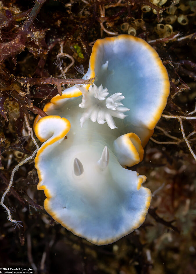 Ardeadoris egretta (Heron Ardeadoris)