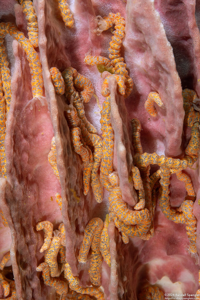 Synaptula sp.4 (Synaptula sp.4)