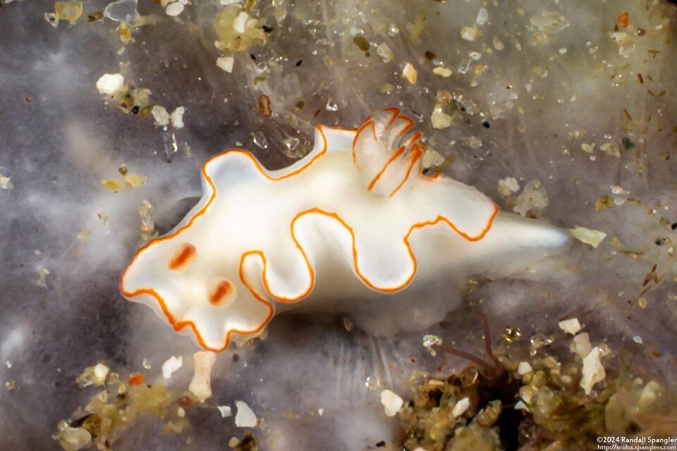 Thorunna furtiva (Cryptic Thorunna)