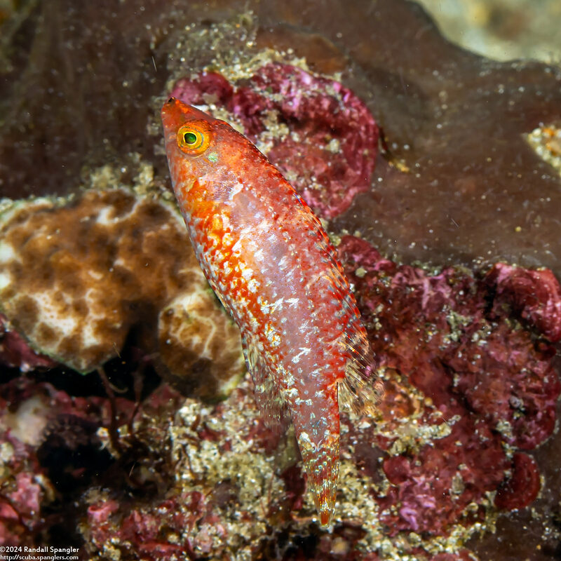 Oxycheilinus bimaculatus (Twospot Wrasse)
