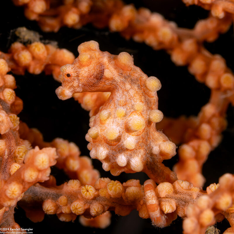 Hippocampus bargibanti (Pygmy Seahorse)