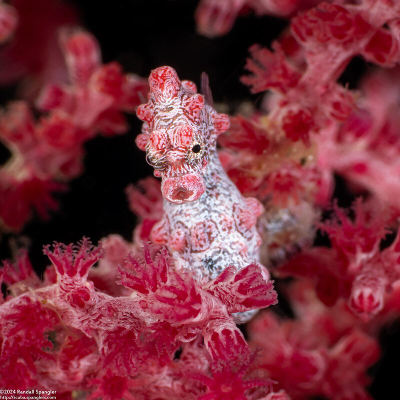 Hippocampus bargibanti (Pygmy Seahorse)