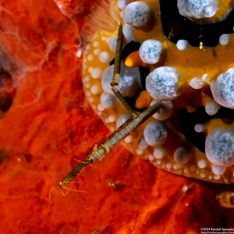 Cerapus sp.1 (Cannolipod)