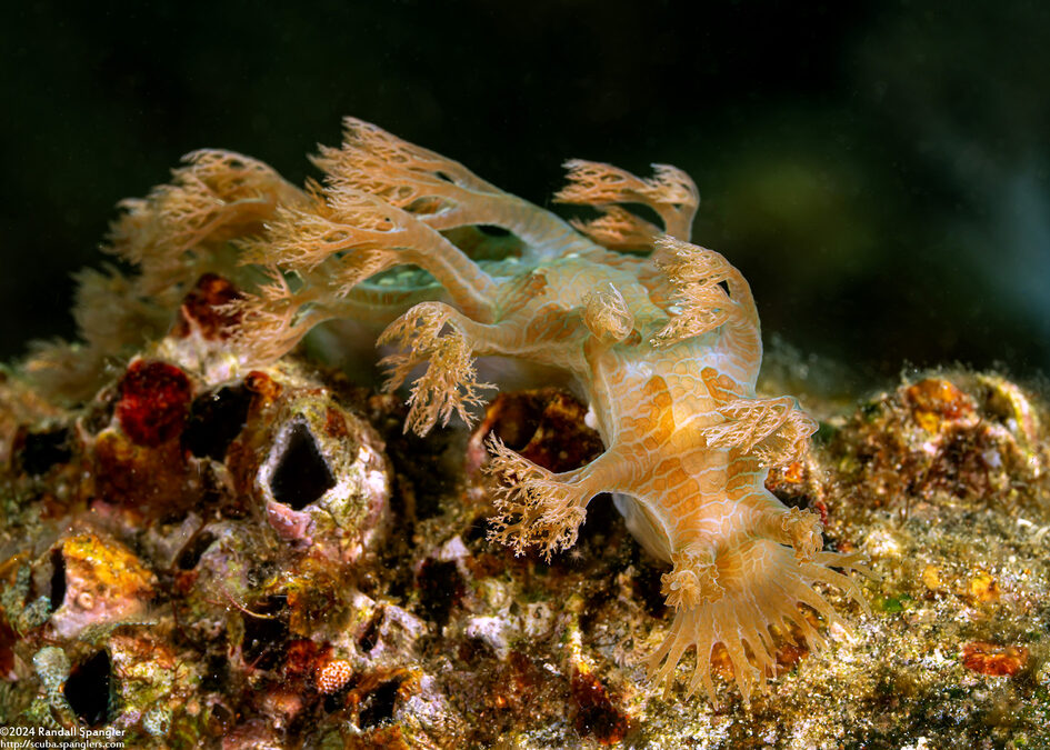 Marionia sp.2 (Marionia sp.2)