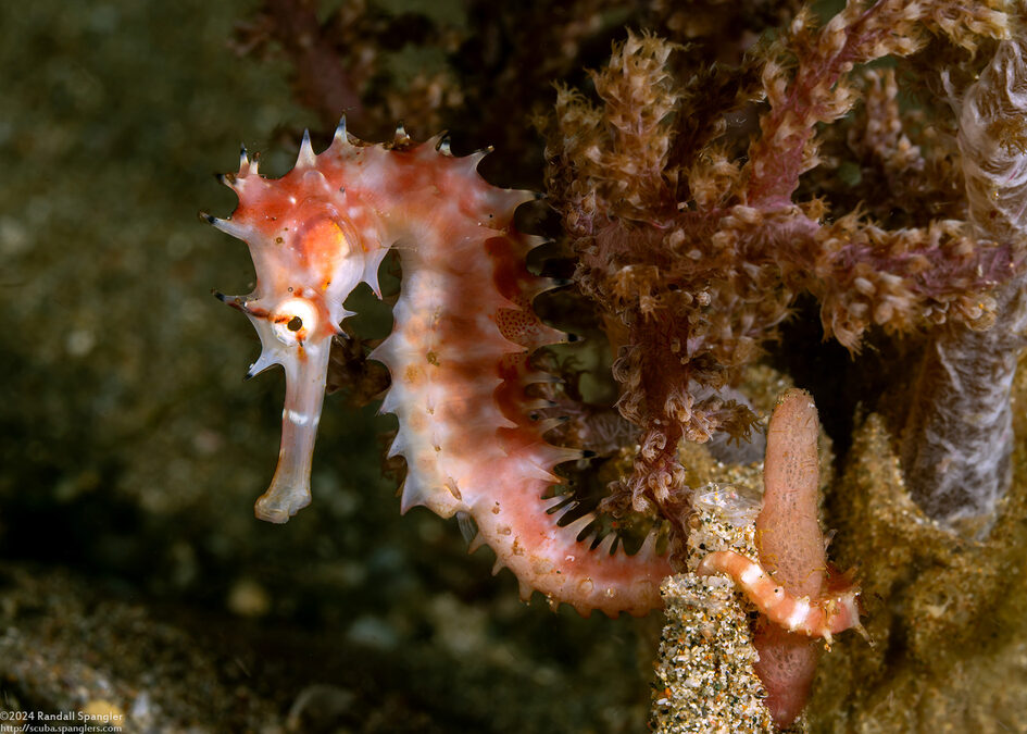 Hippocampus histrix (Thorny Seahorse)