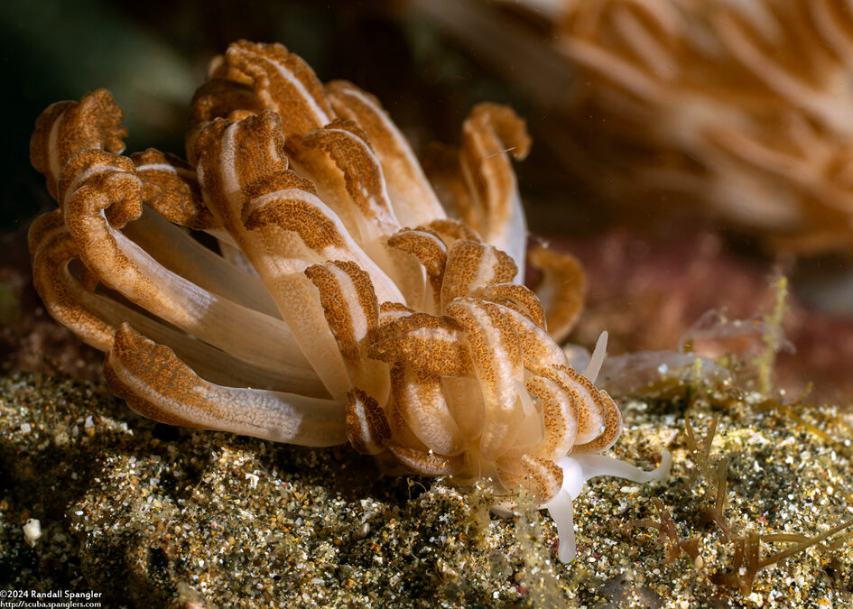 Phyllodesmium jakobsenae (Jakobsen’s Phyllodesmium)