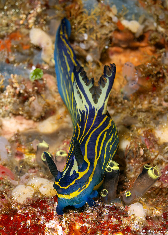 Tyrannodoris luteolineata (Yellow-Lined Polycerid)