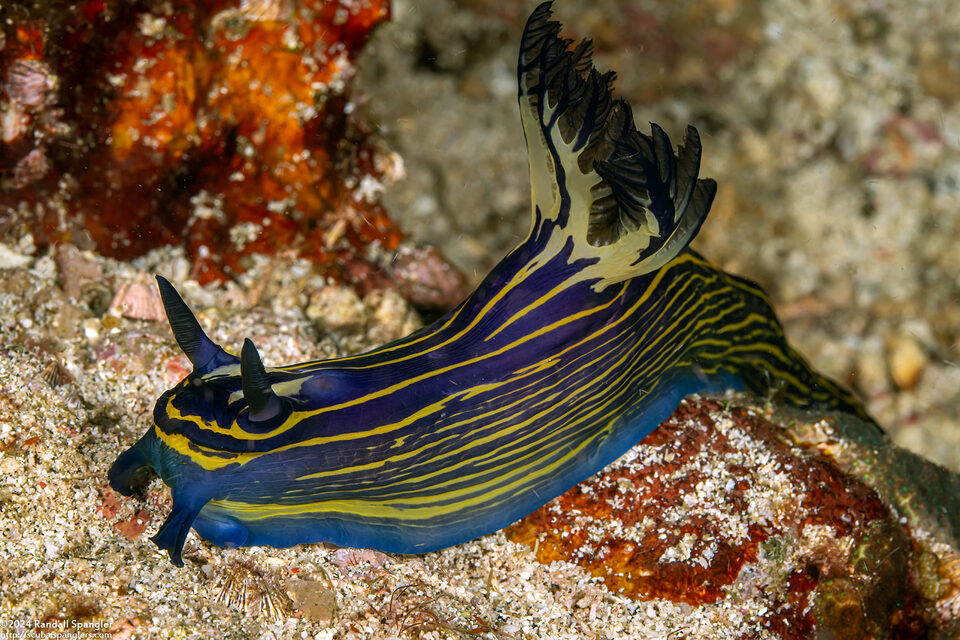 Tyrannodoris luteolineata (Yellow-Lined Polycerid)
