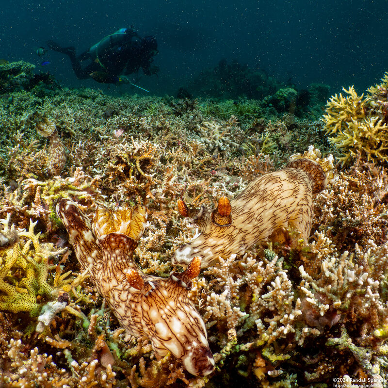 Jorunna rubescens (Red-Lined Jorunna)