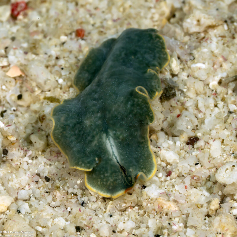 Cycloporus cf. venetus (Cycloporus cf. venetus)