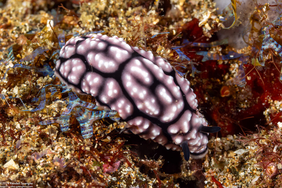 Phyllidiella cf. annulata (H-Mark Phyllidiella)