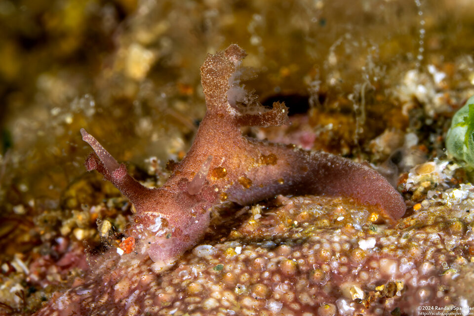 Aegires sp.2 (Aegires sp.2)