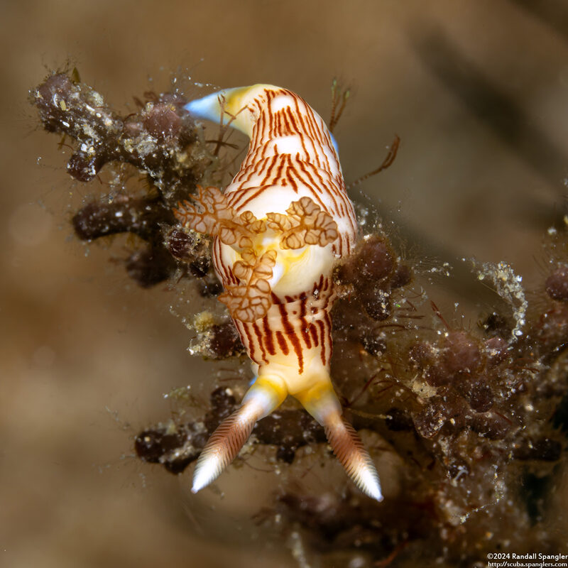 Nembrotha lineolata (Lined Nembrotha)