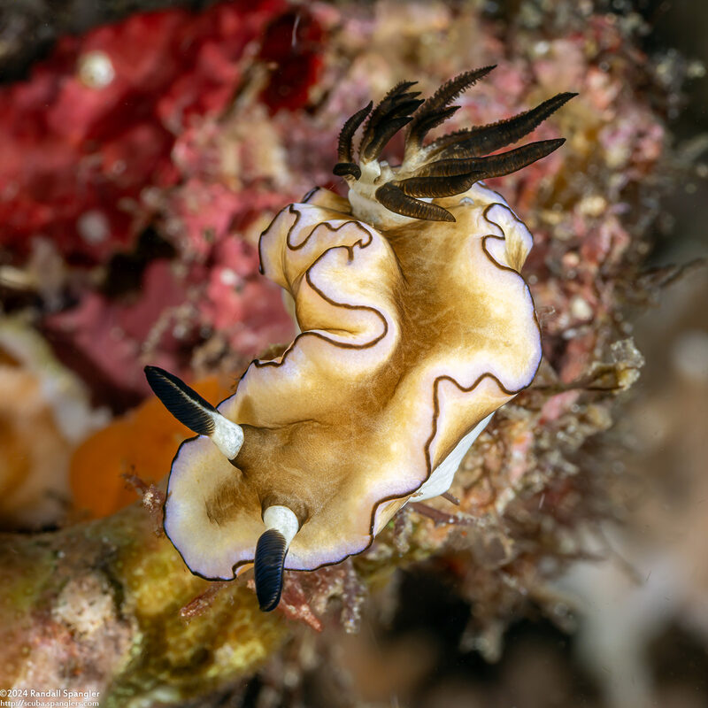 Doriprismatica atromarginata (Dark Margin Glossodoris)