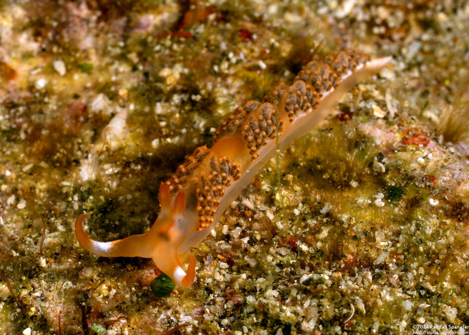 Moridilla brockii (Brock’s Moridilla)