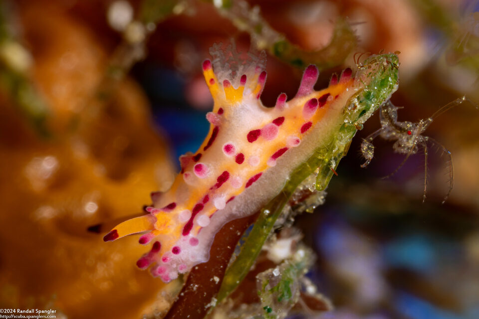 Aegires villosus (Shaggy Aegires)