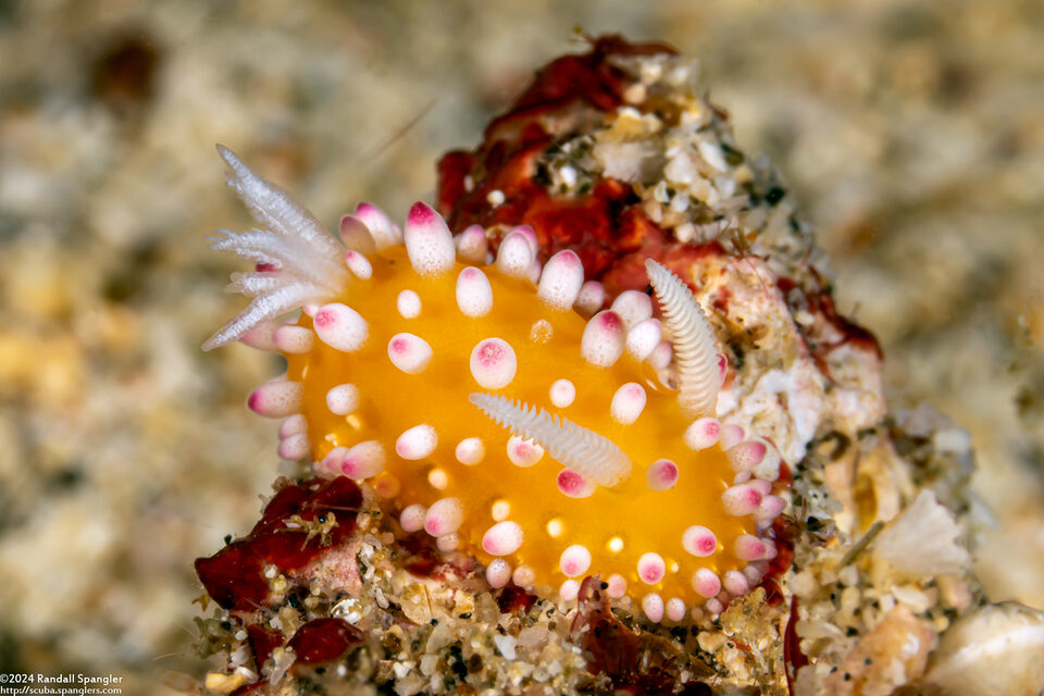 Cadlinella ornatissima (Ornamental Cadlinella)