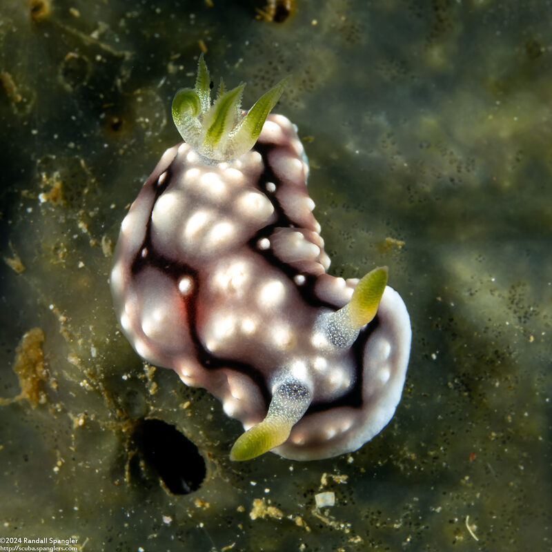 Goniobranchus geometricus (Geometric Chromodoris)