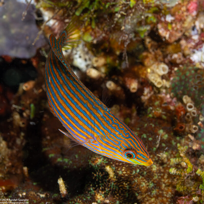 Halichoeres richmondi (Richmond's Wrasse)
