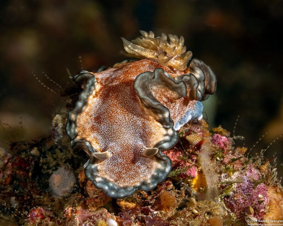 Glossodoris sp.1 (Glossodoris sp.1)