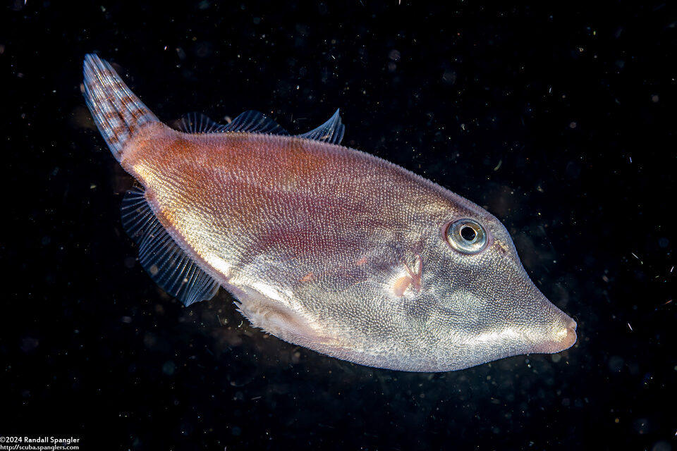 Pervagor sp.1 (Juvenile Filefish)
