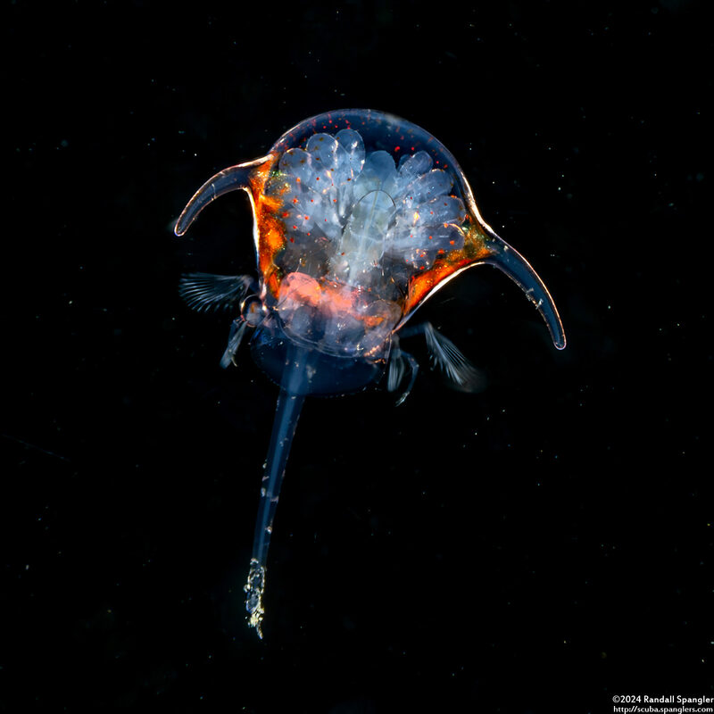 Infraorder Brachyura (Larval Crab (Zoea Stage))
