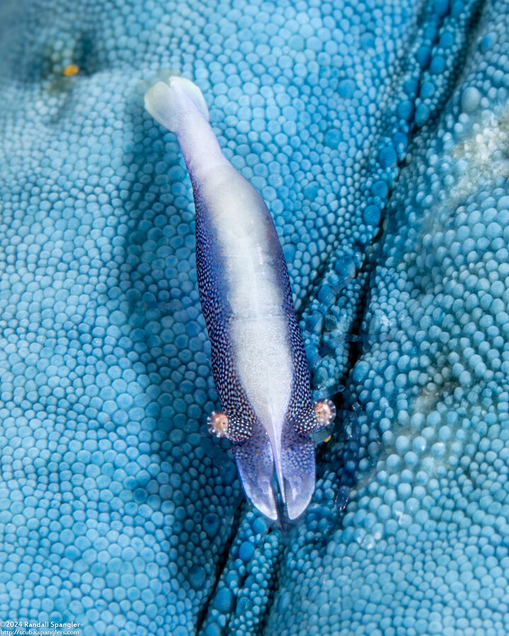 Zenopontonia soror (Sea Star Shrimp)