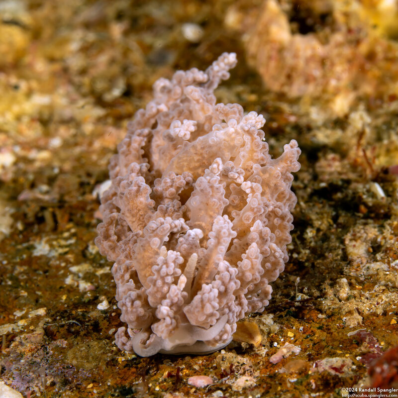Phyllodesmium tuberculatum (Tuberculate Phyllodesmium)