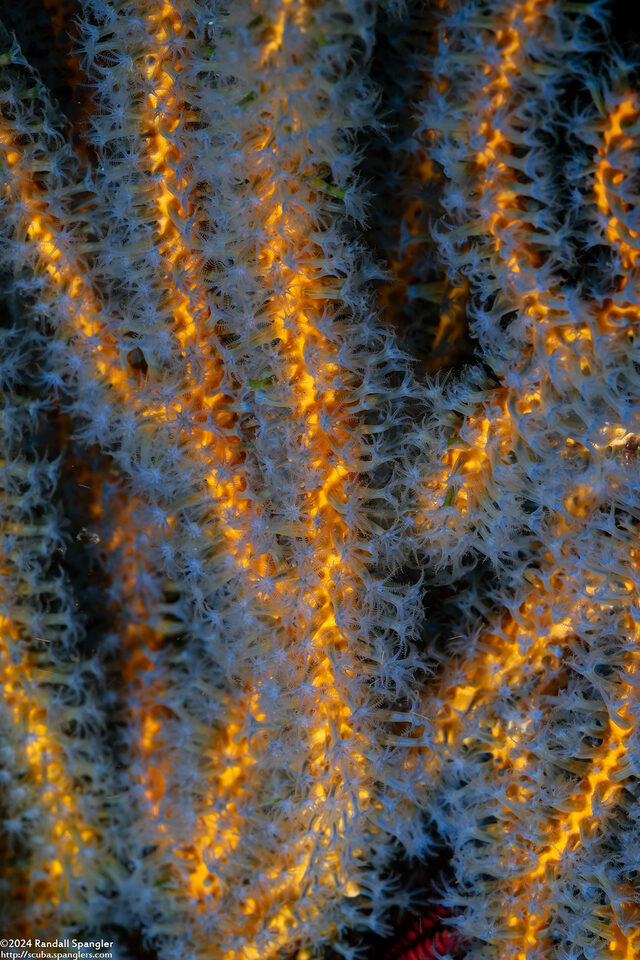 Euplexaura sp.1 (Euplexaura sp.1)