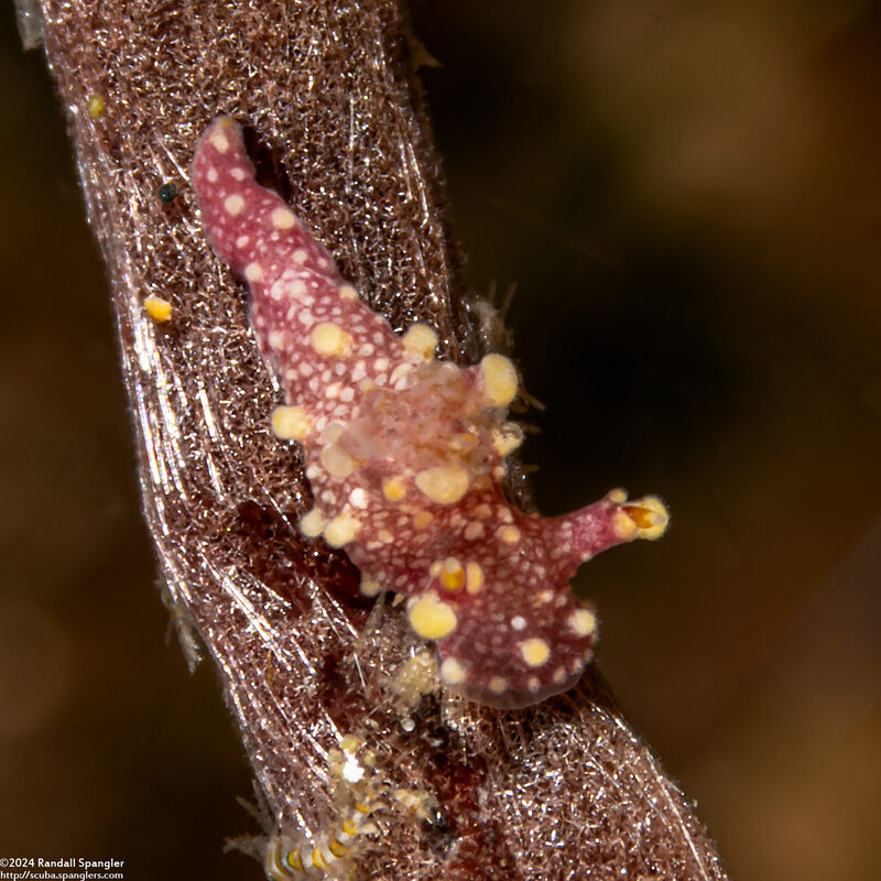 Aegires sp.1 (Aegires sp.1)