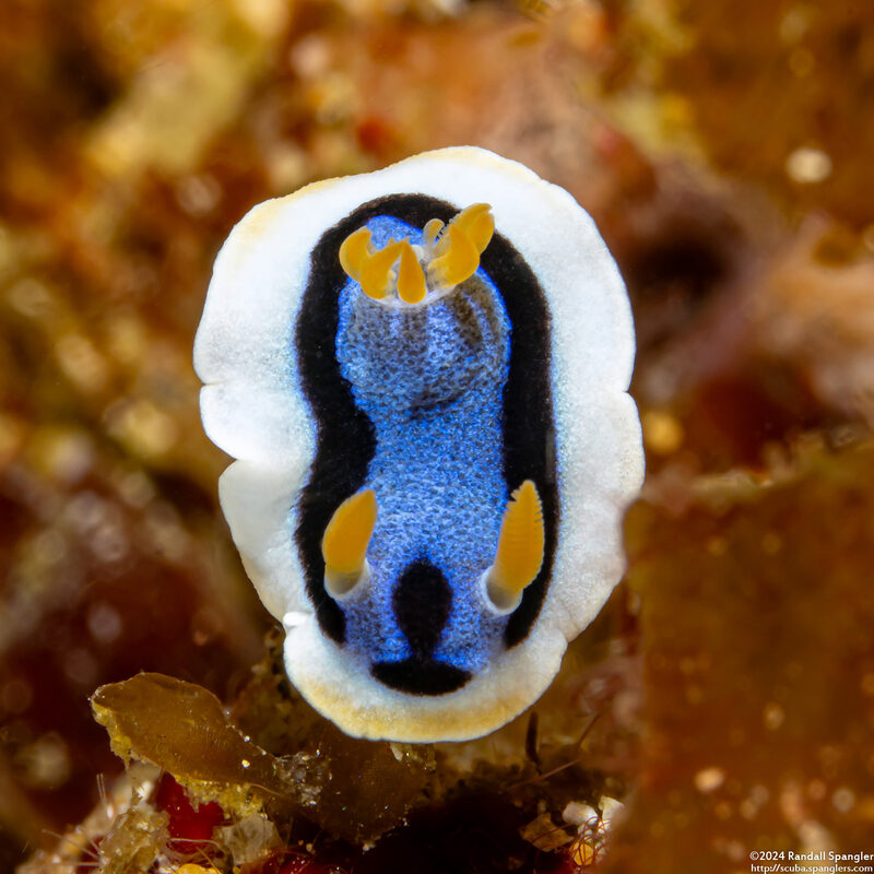 Chromodoris annae (Anna's Chromodoris)