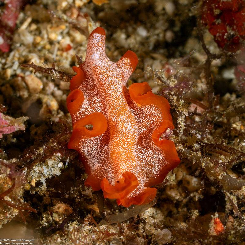 Phrikoceros sp.4 (Phrikoceros sp.4)