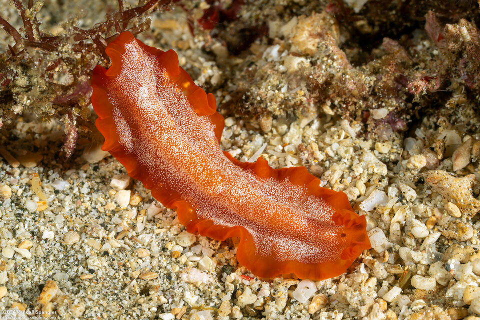 Phrikoceros sp.4 (Phrikoceros sp.4)