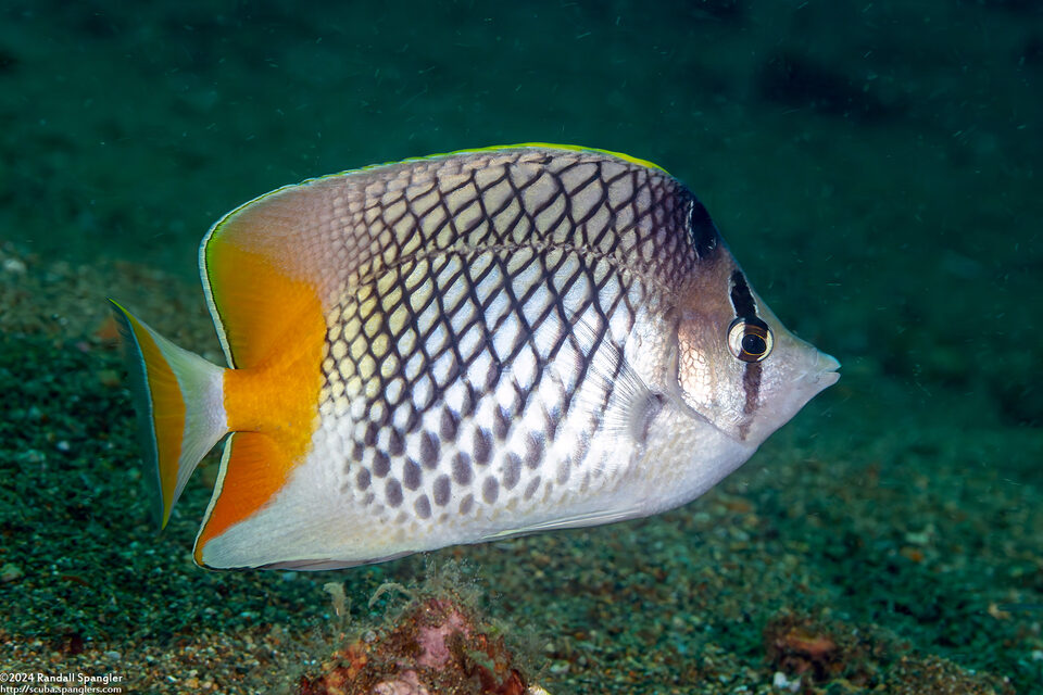 Chaetodon xanthurus (Crosshatch Butterflyfish)