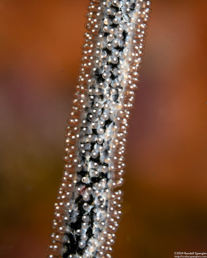 Amblyglyphidodon aureus (Golden Damsel); Golden damsel eggs