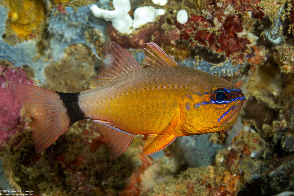 Ostorhinchus aureus (Ringtailed Cardinalfish)