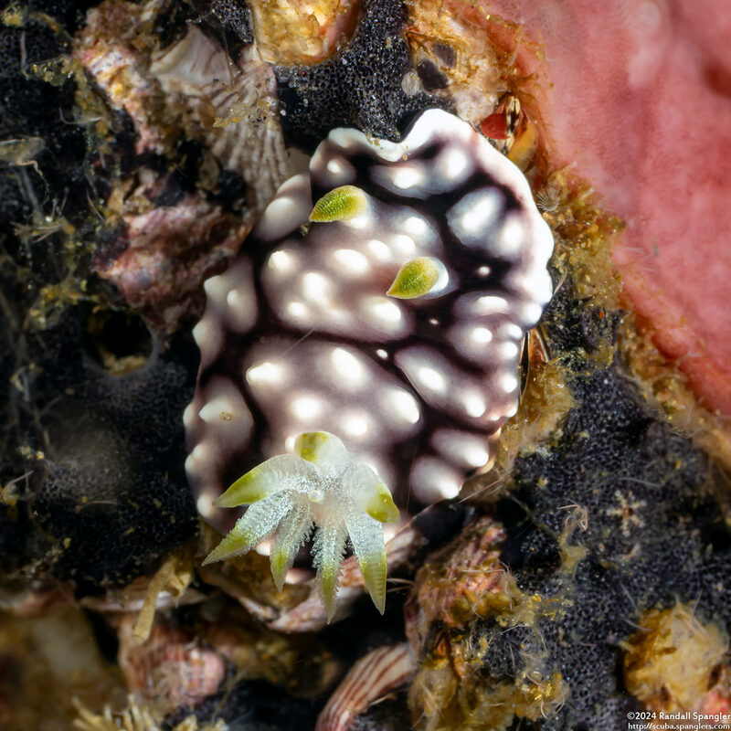 Goniobranchus geometricus (Geometric Chromodoris)