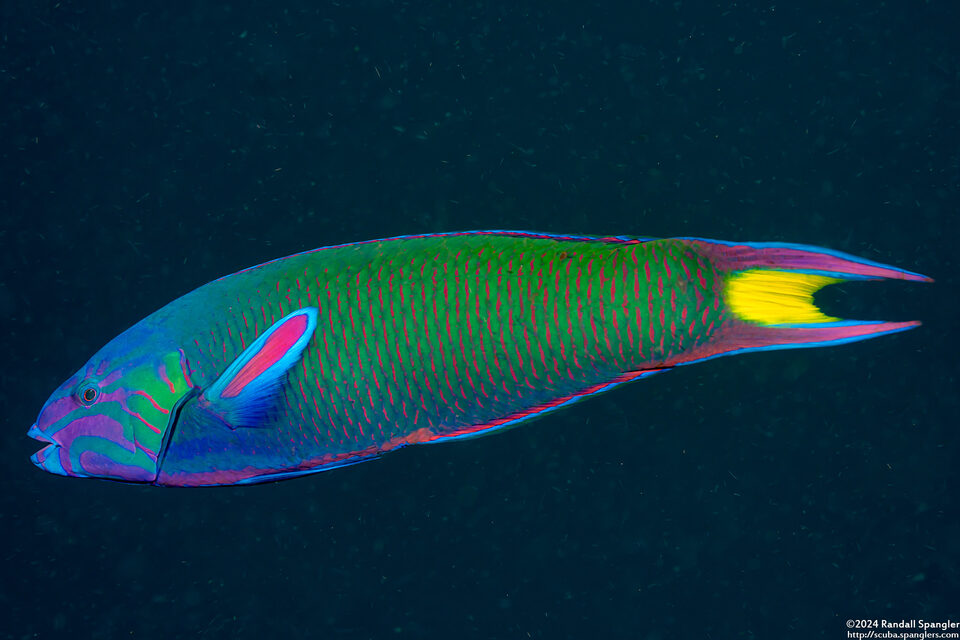 Thalassoma lunare (Crescent Wrasse)
