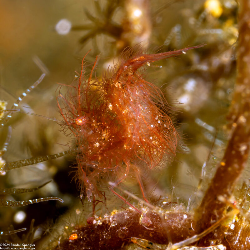Phycocaris simulans (Red Algae Hairy Shrimp)