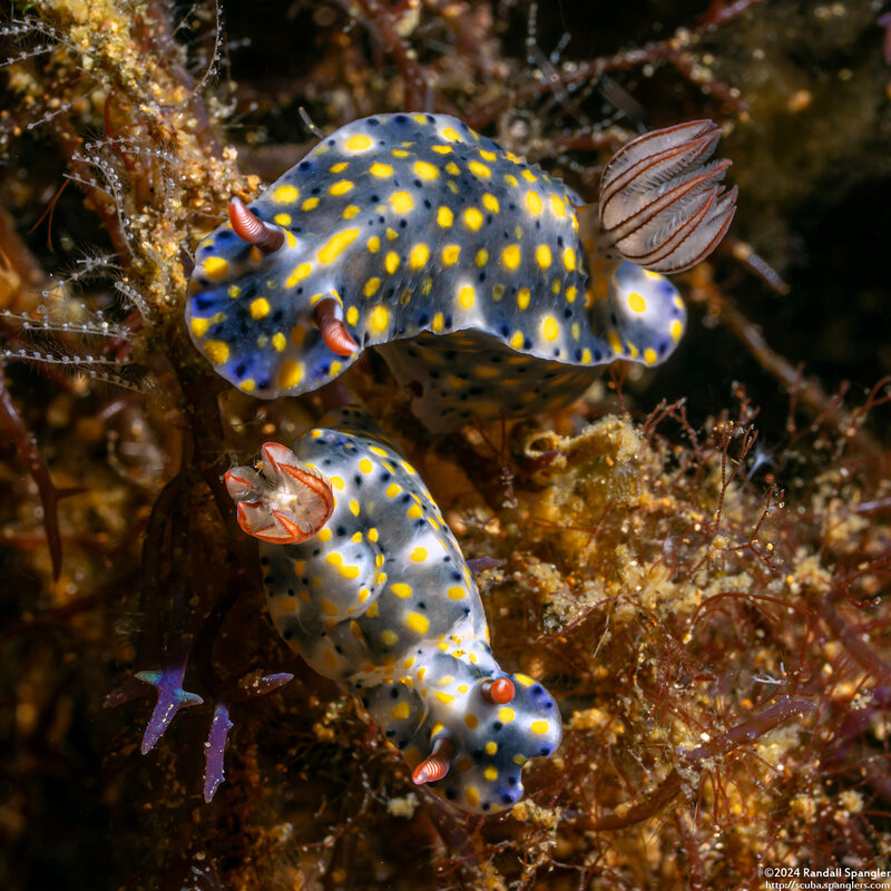 Hypselodoris confetti (Confetti Hypselodoris)