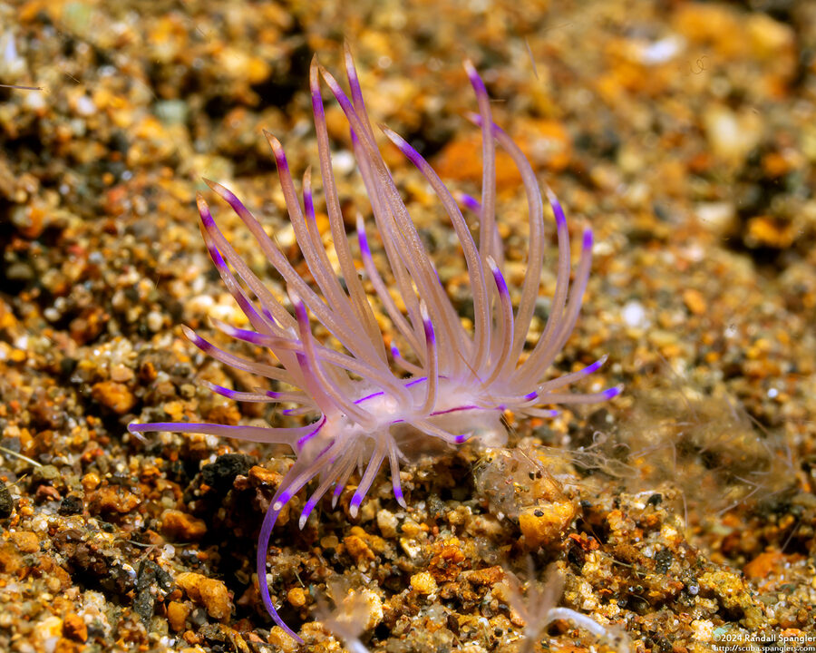 Unidentia angelvaldesi (Unidentia Angelvaldesi)