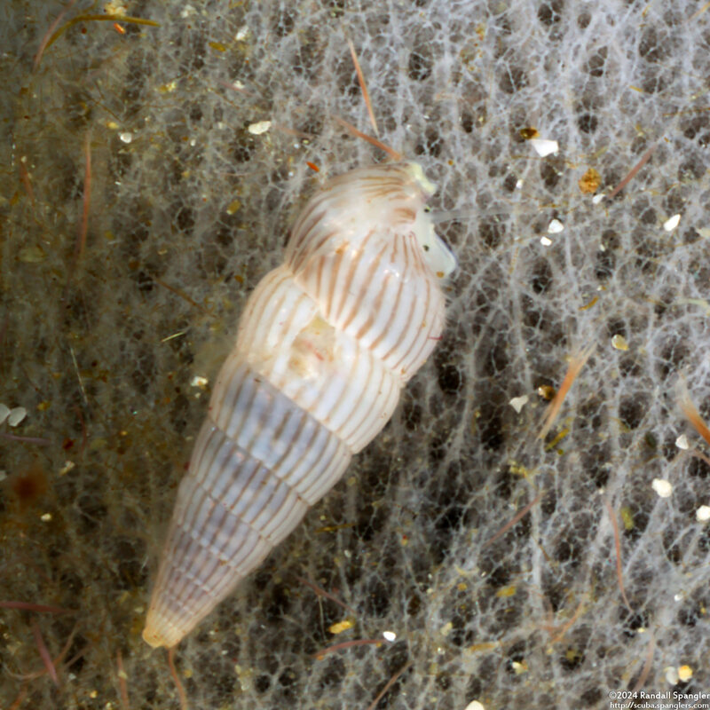 Rissoina ambigua (Ambiguous Rissoina)
