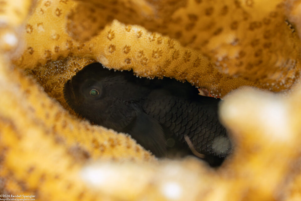 Paragobiodon melanosoma (Dark Coralgoby)