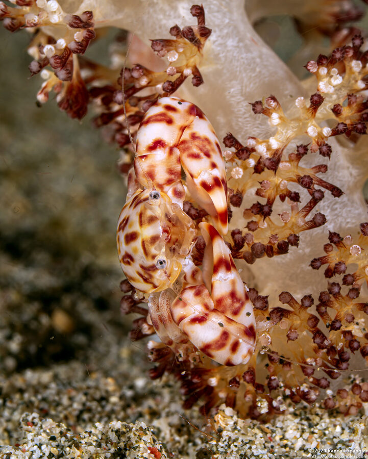 Lissoporcellana quadrilobata (Four-Lobed Porcelain Crab)