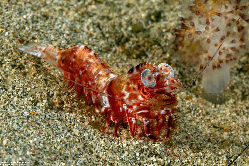 Metapenaeopsis lamellata (Humpback Prawn)