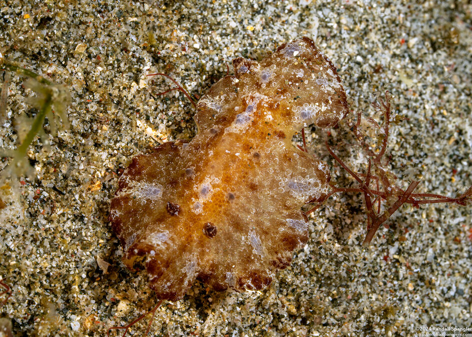 Discodoris cebuensis (Cebu Discodoris)