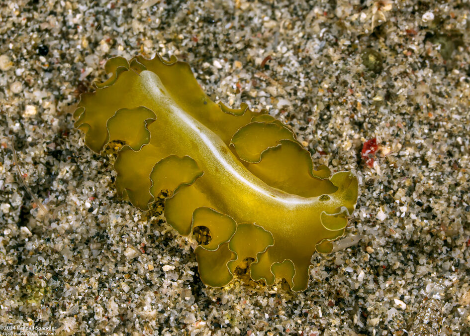 Pseudobiceros sp.5 (Pseudobiceros sp.5)