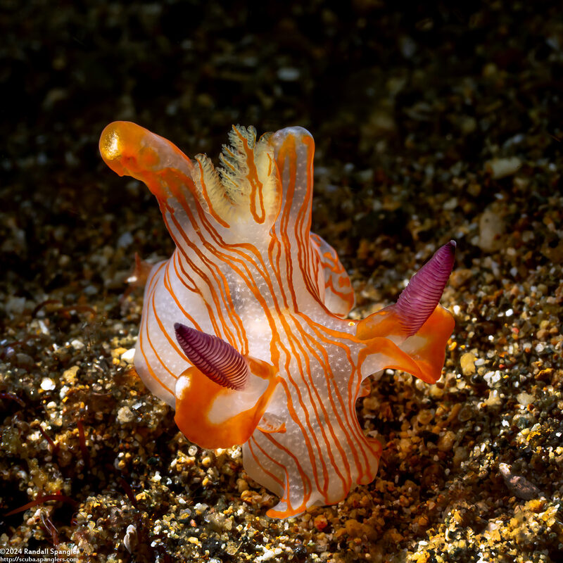 Thecacera sp.2 (Orange-Lined Thecacera)